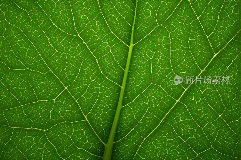 一片叶子特写上面有绿色的茎高清背景图片