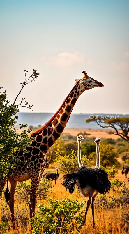 长颈鹿与鸵鸟共舞于非洲草原