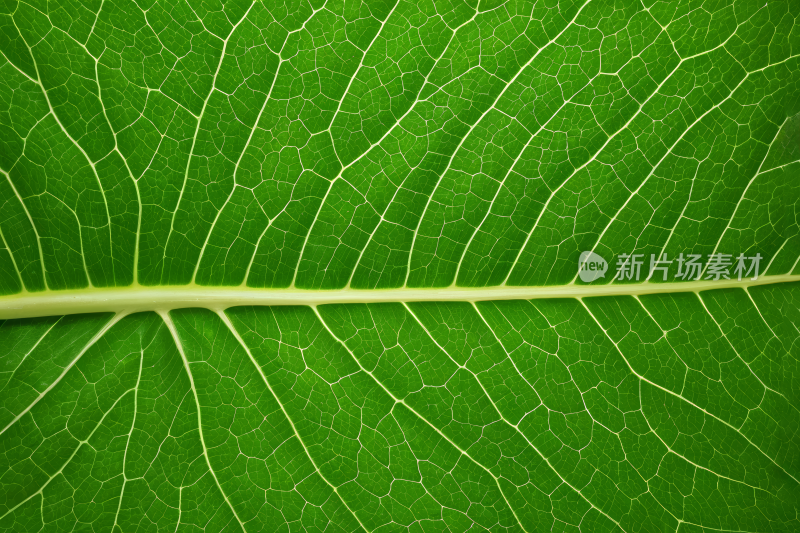 一片叶子特写上面有细茎高清背景图片