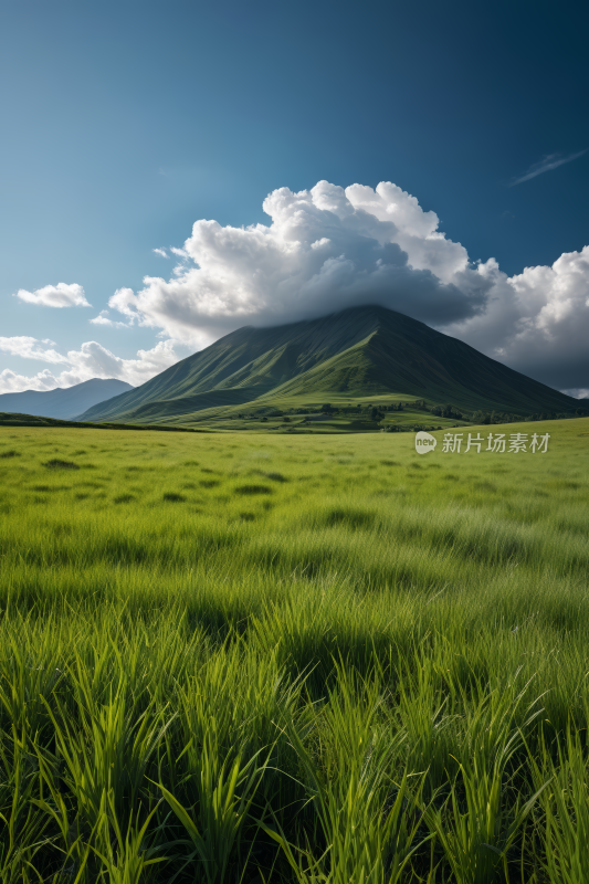 一片绿草如茵的田野高清风景摄影图片