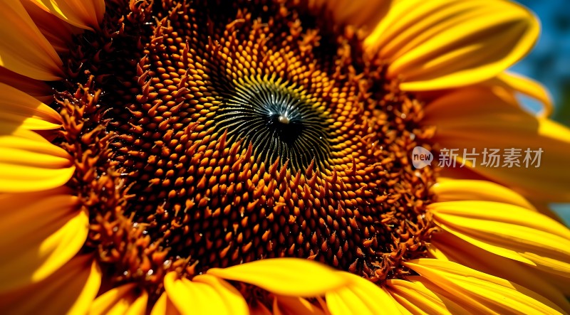 阳光下的向日葵绽放