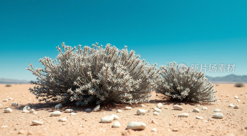 荒漠中的坚韧生命
