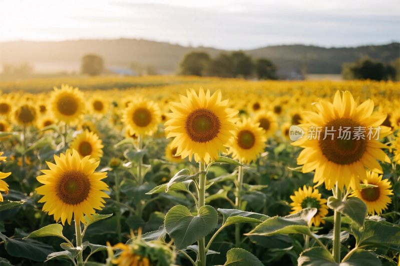 田园向日葵花海风景