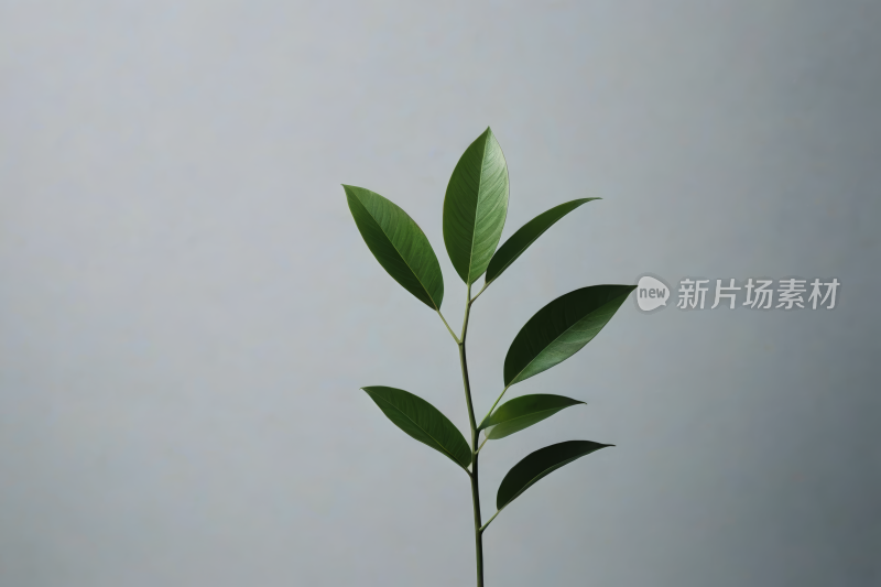 一种小植物正在从盆中生长出来高清图片