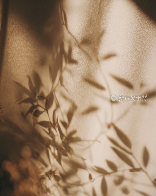 光影下的植物枝叶影子