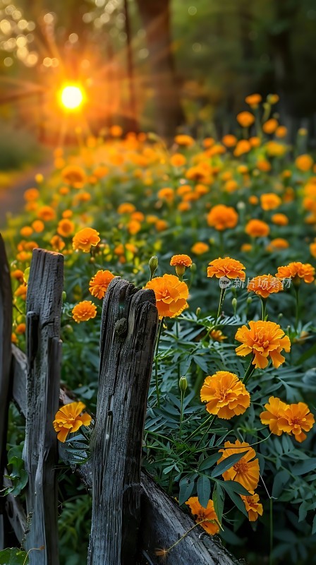 阳光下的黄色花朵与木栅栏