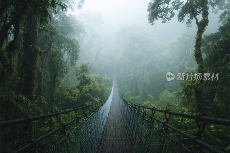 丛林悬索桥景观