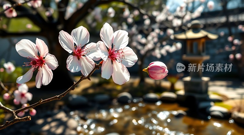 春日樱花绽放美景如画