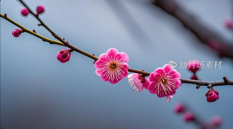 春天梅花树枝花朵盛开特写虚化背景花卉摄影