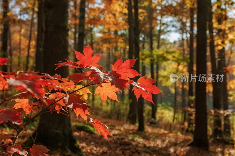 秋日森林红叶风景