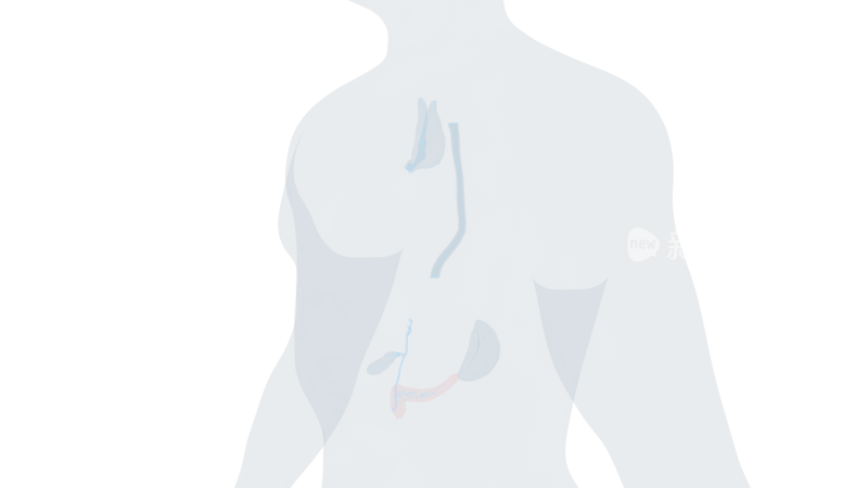 胰腺 胸腔胆囊胆管吞咽消化系统食管胆汁9