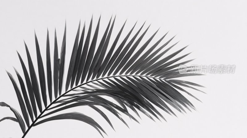 简约黑白棕榈叶插画