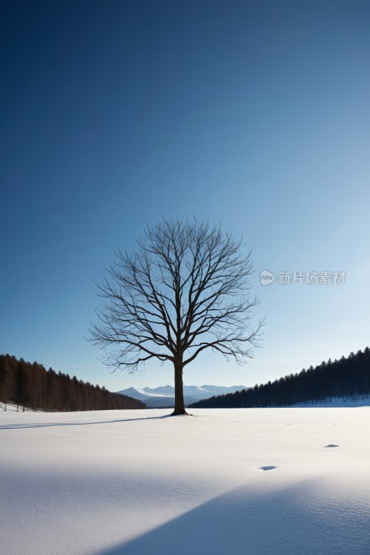 蓝天雪地里的树高清图片