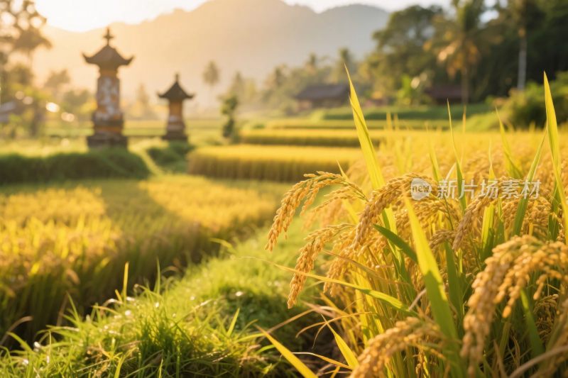 夕阳下的稻田与古亭景观