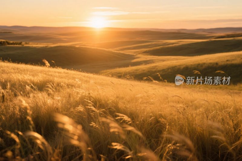 金色夕阳下田野风景