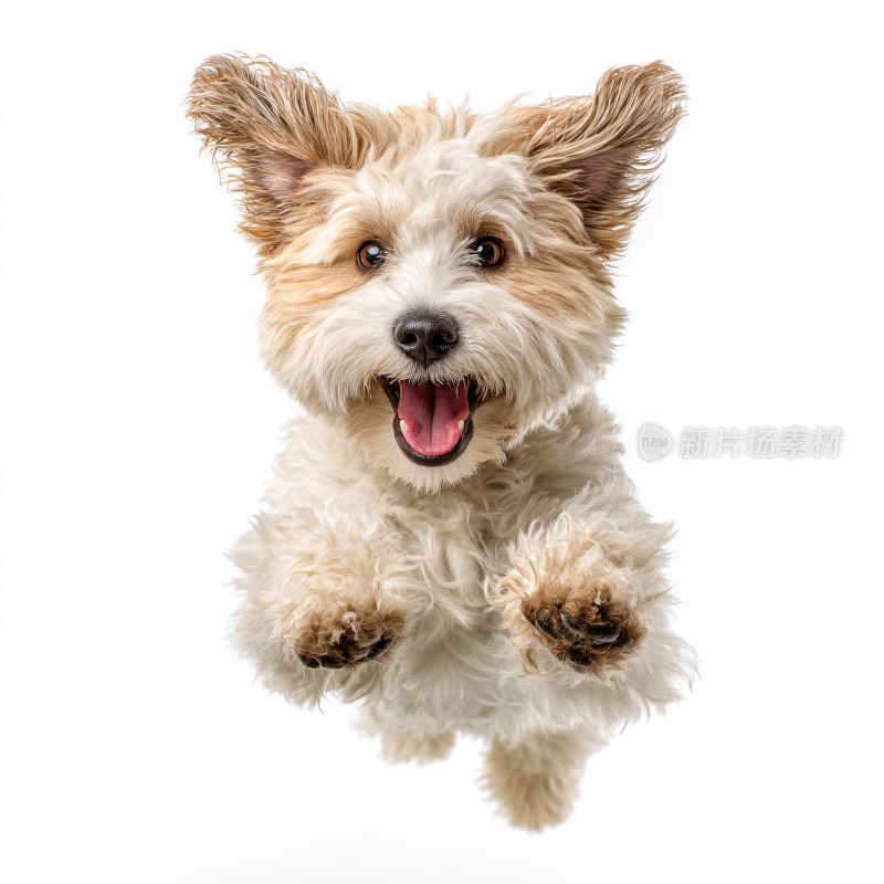 跳跃的可爱小狗