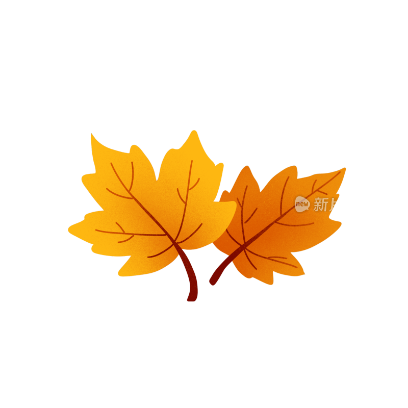两片金黄的秋季枫叶