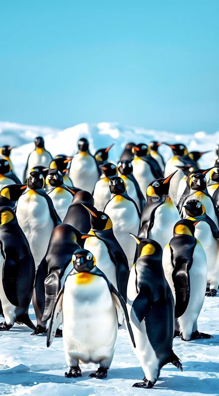 南极企鹅群集雪地