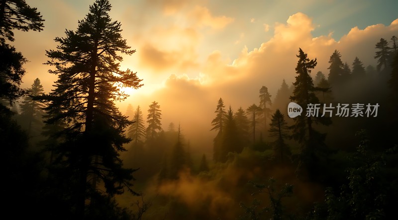 晨曦中的森林秘境