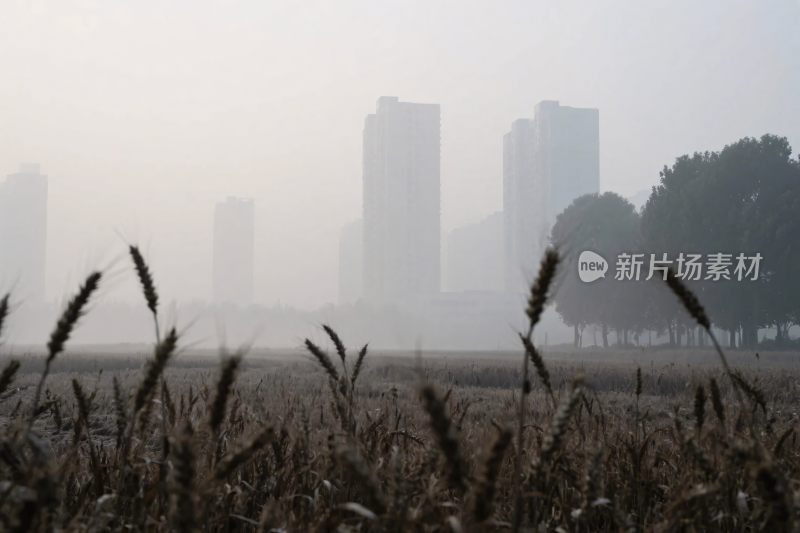 城市与田园的朦胧风景