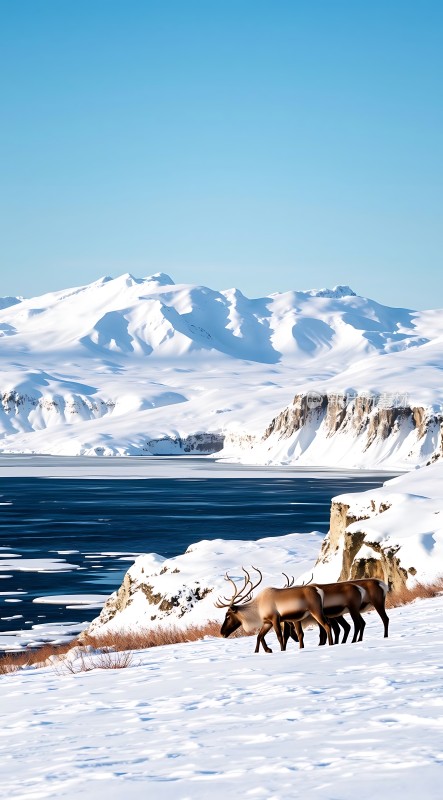 雪原上的麋鹿群