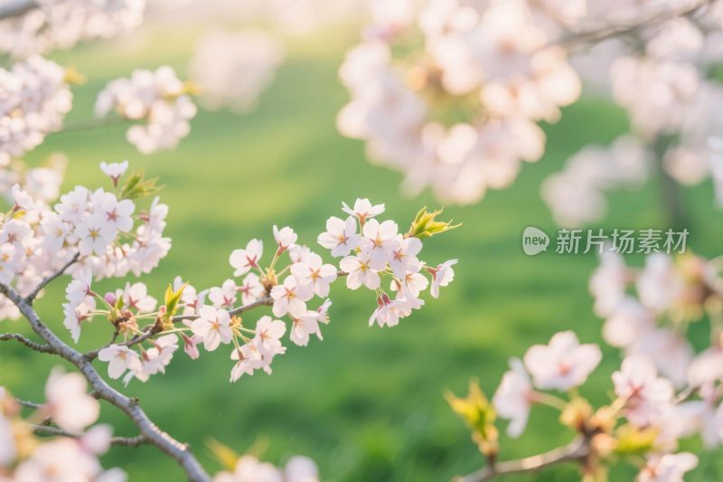 樱花春日自然风景