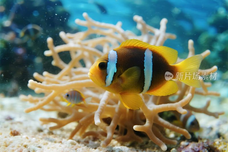 海底小丑鱼与海葵