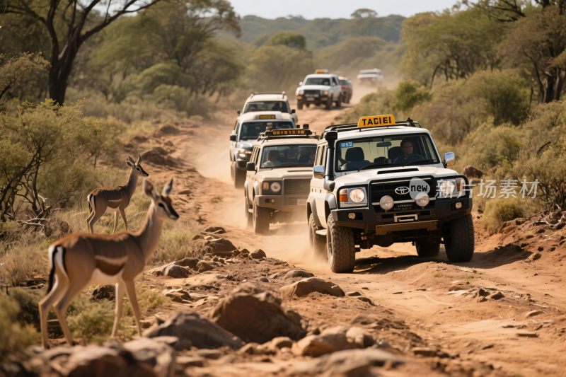 野外土路上的越野车队与羚羊