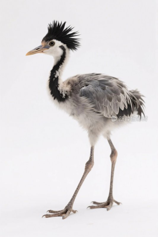 幼年鹤类动物照片