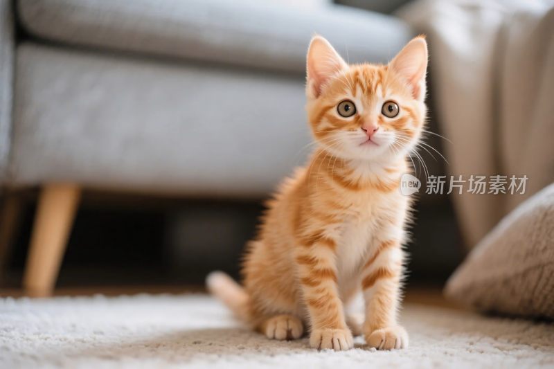 橘色小猫家居场景