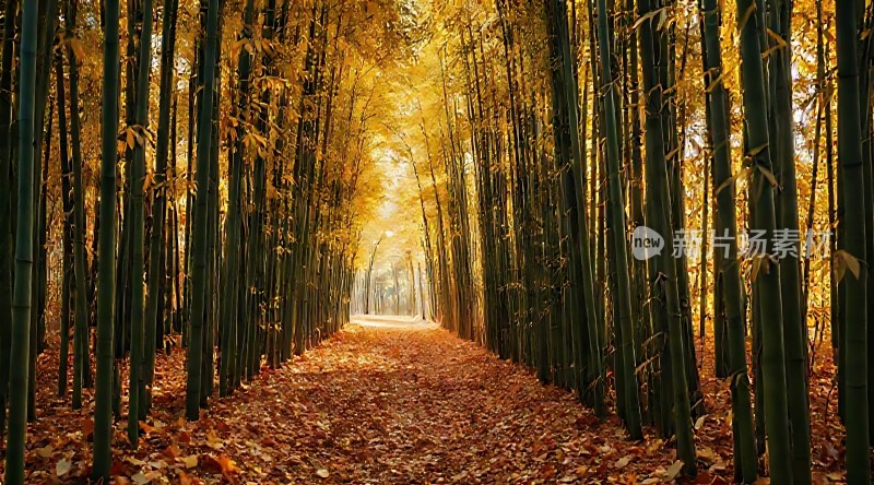 秋日竹径
