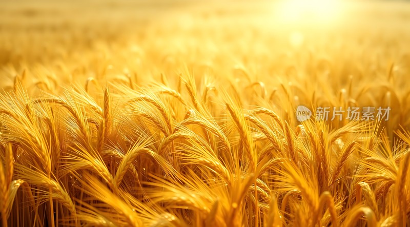 金色麦浪阳光下的丰收景象