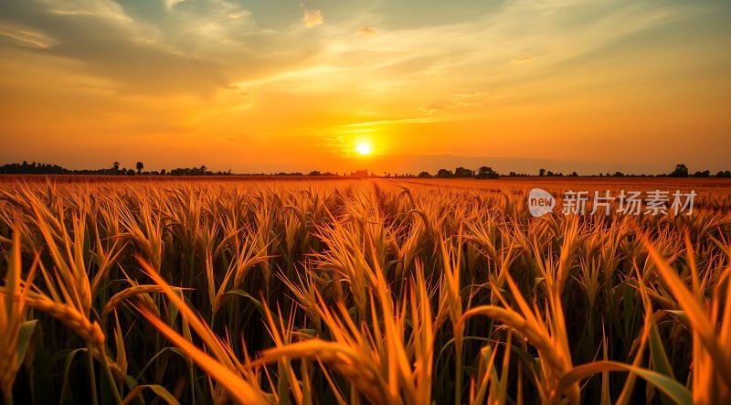 金色麦浪映夕阳