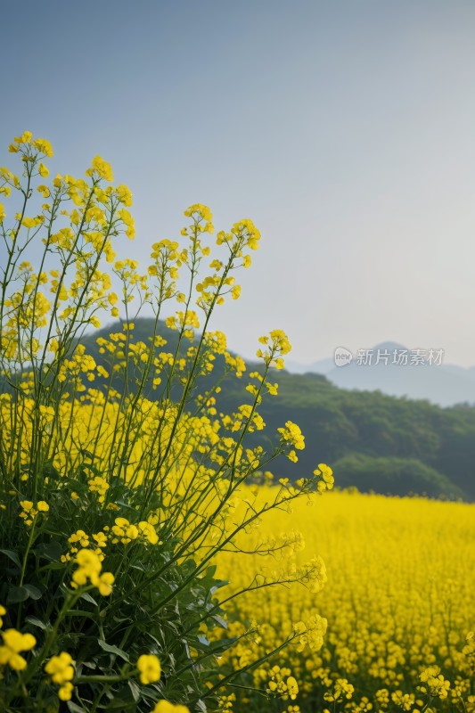 黄色的花朵在山脉的田野里高清风景图片