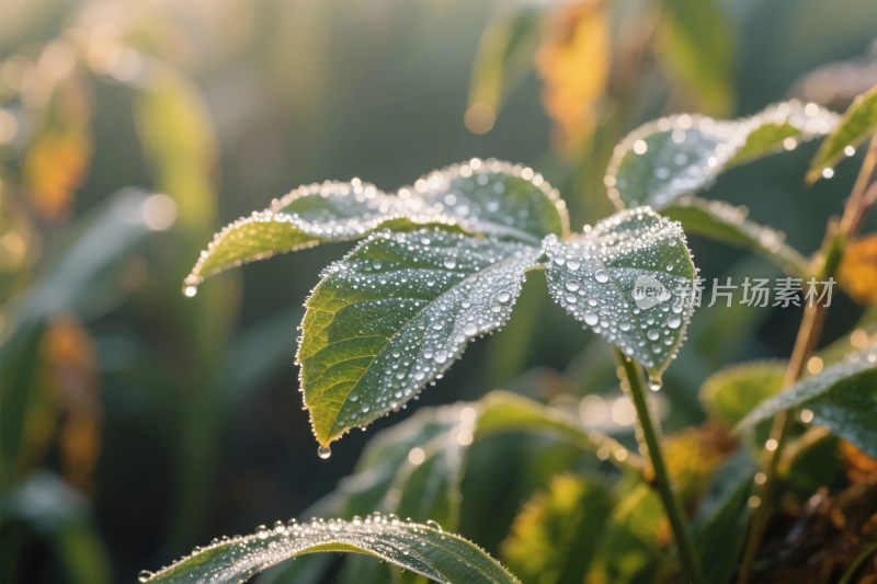 晨露绿叶摄影