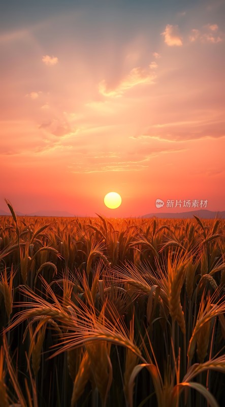金色麦浪映夕阳