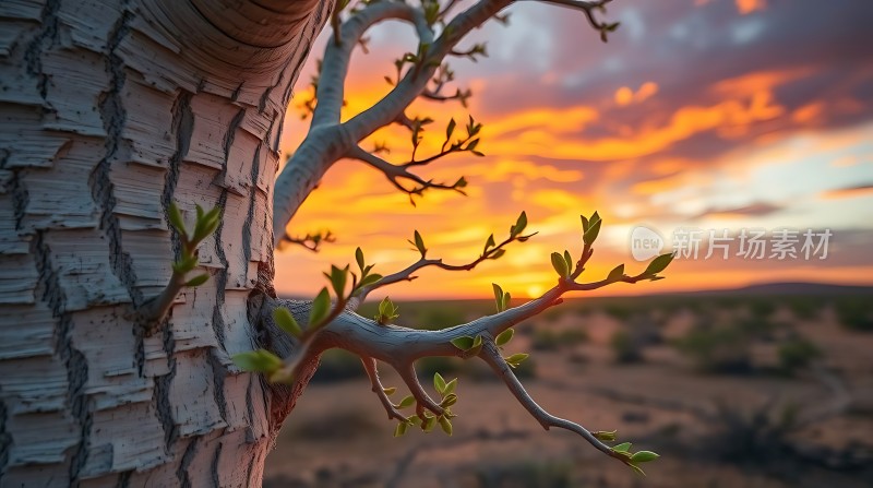 日落下的坚韧生命