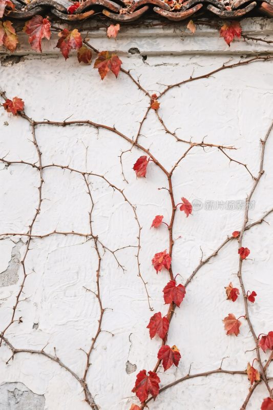 藤蔓攀附斑驳墙面