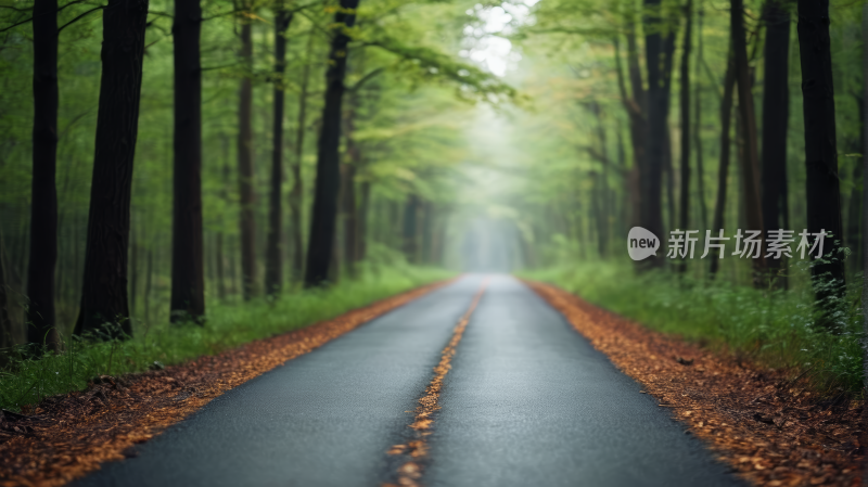 森林中央的一条路高清风景图片