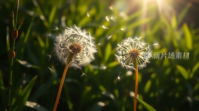 阳光下的蒲公英种子飘散