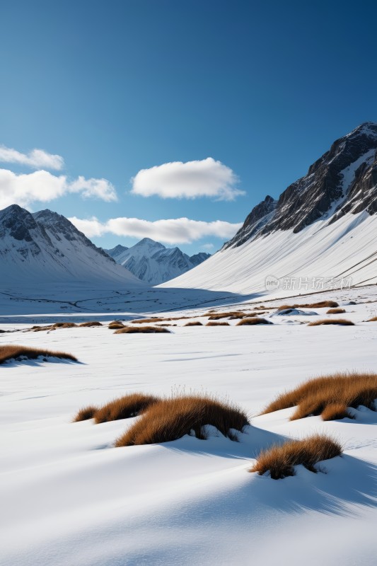 雪景草和高山清图片