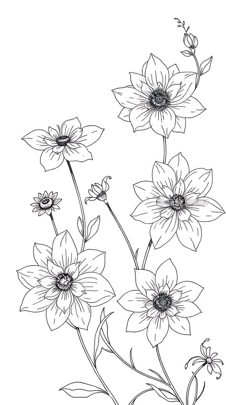 黑白线条花卉图