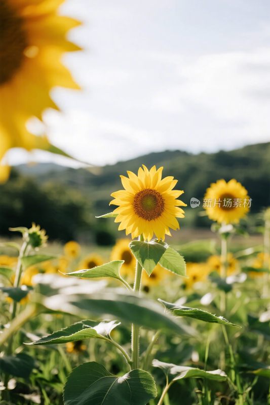 向日葵花田风景