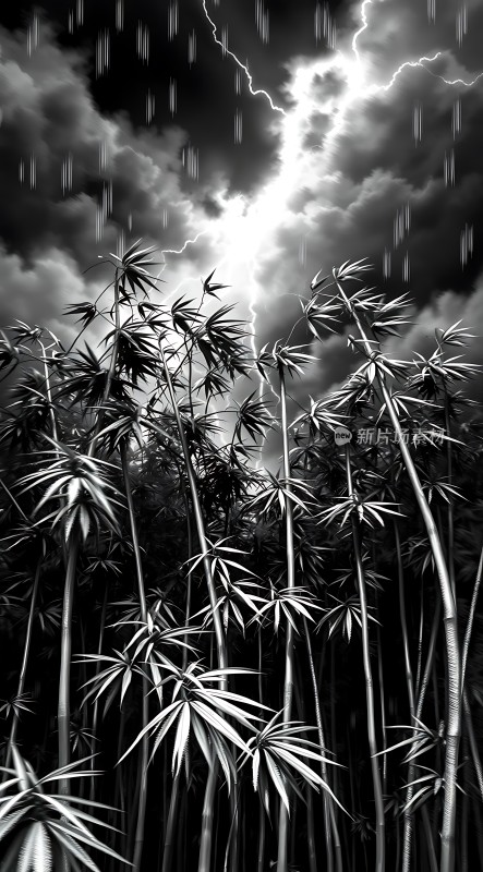 雷雨中的竹林
