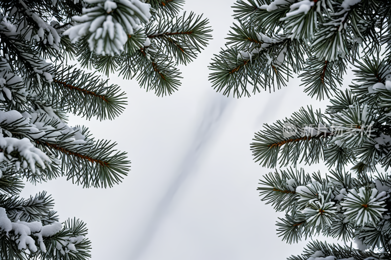 冬天风景白雪覆盖冷杉树枝俯视天空图片