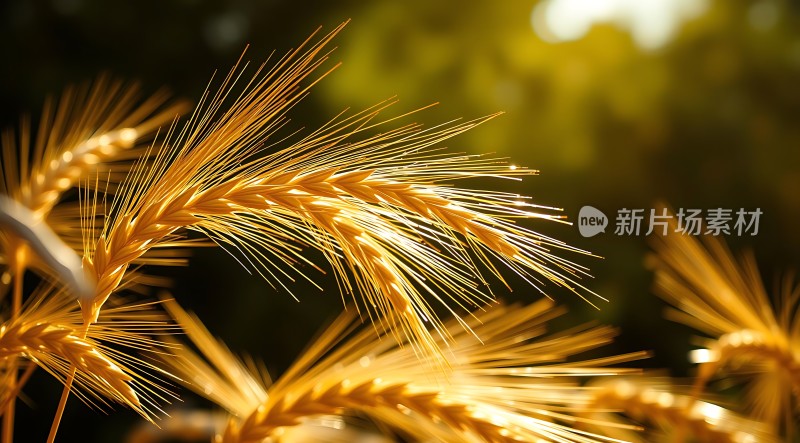 阳光下的金色麦穗