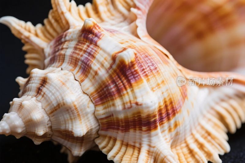 海螺特写照片