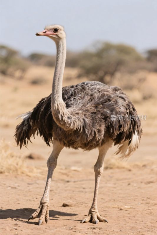 鸵鸟自然景象