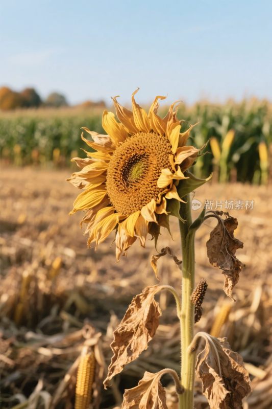 向日葵田园风光