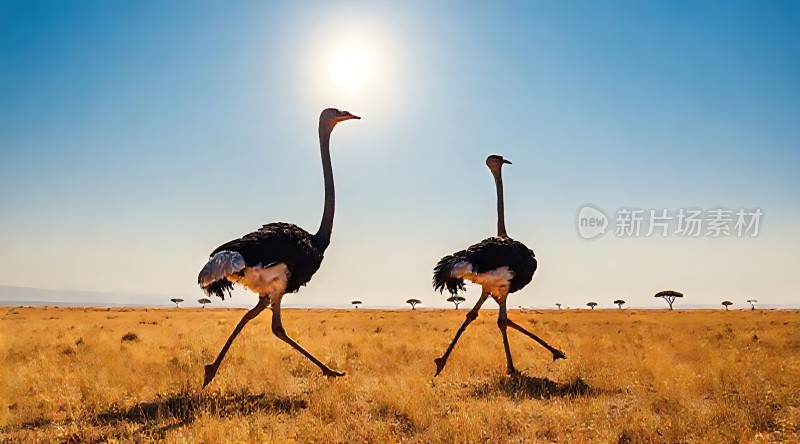 非洲大草原上的鸵鸟漫步
